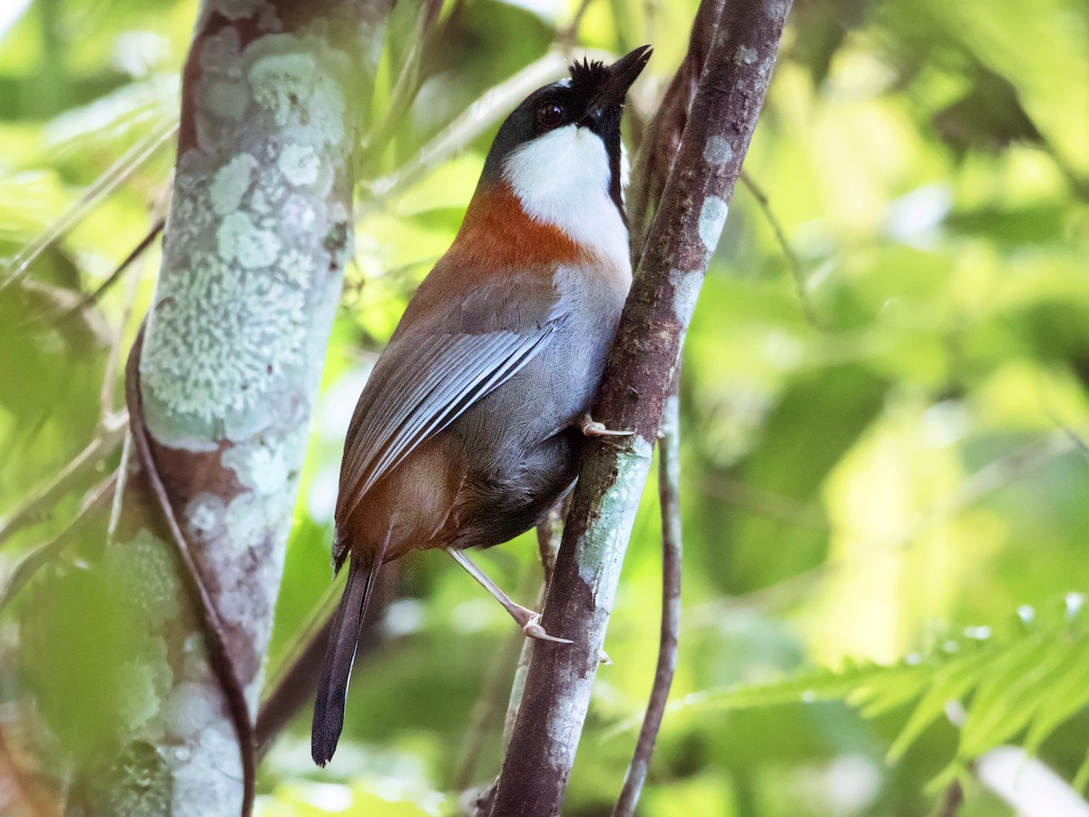 Chestnut-backed Laughingthrush