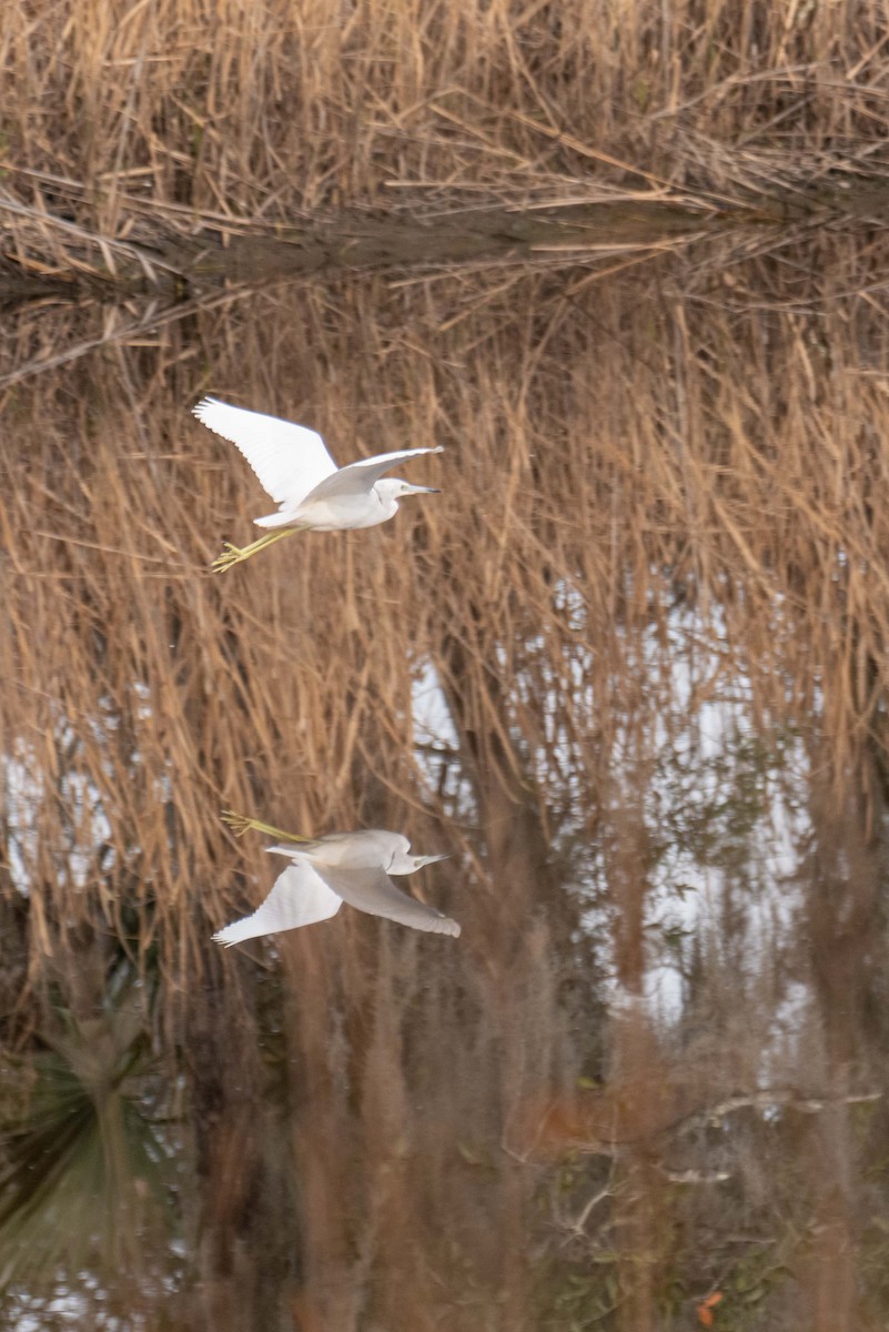 Little Blue Heron - ML203851951