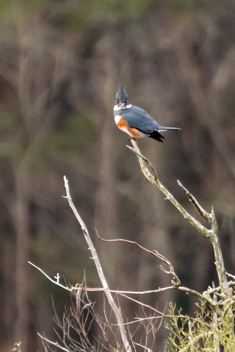 Belted Kingfisher - Rackoff Wayne