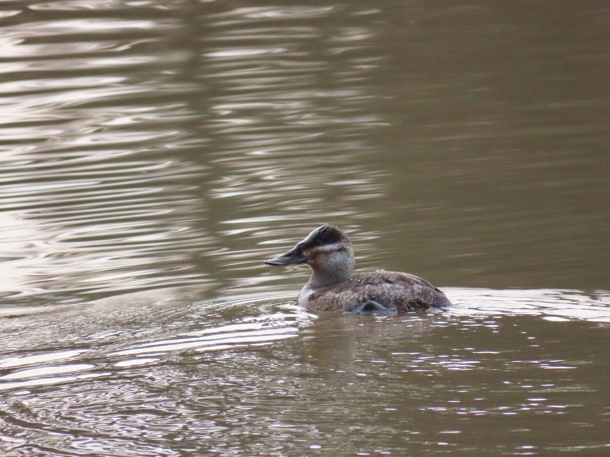 Ruddy Duck - ML203853801