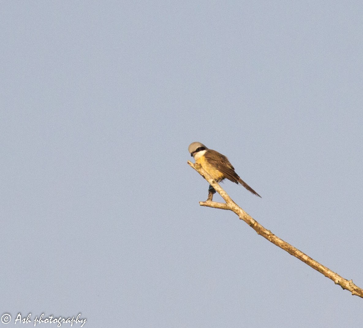 Brown Shrike (Philippine) - ML203854251