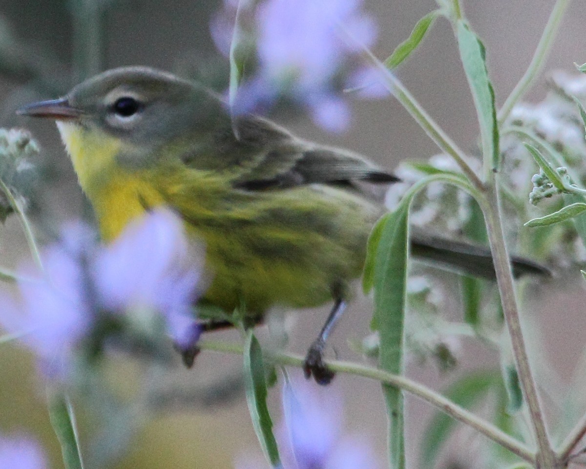 Prairie Warbler - Ryan Candee