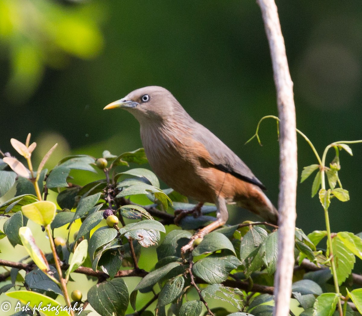 Chestnut-tailed Starling - ML203854731