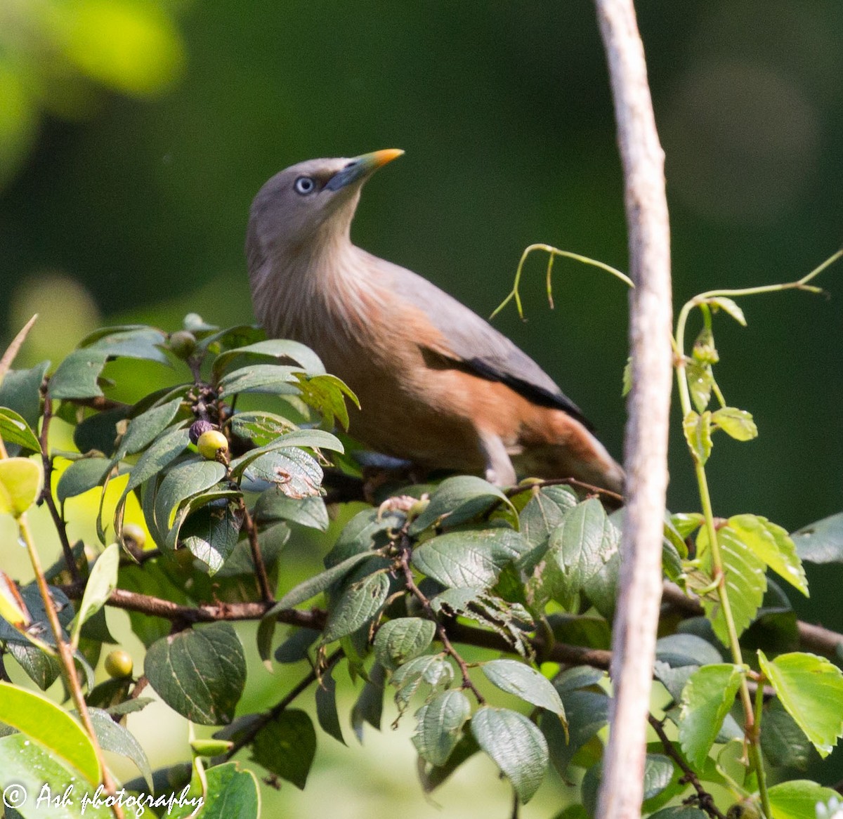 Chestnut-tailed Starling - ML203854751