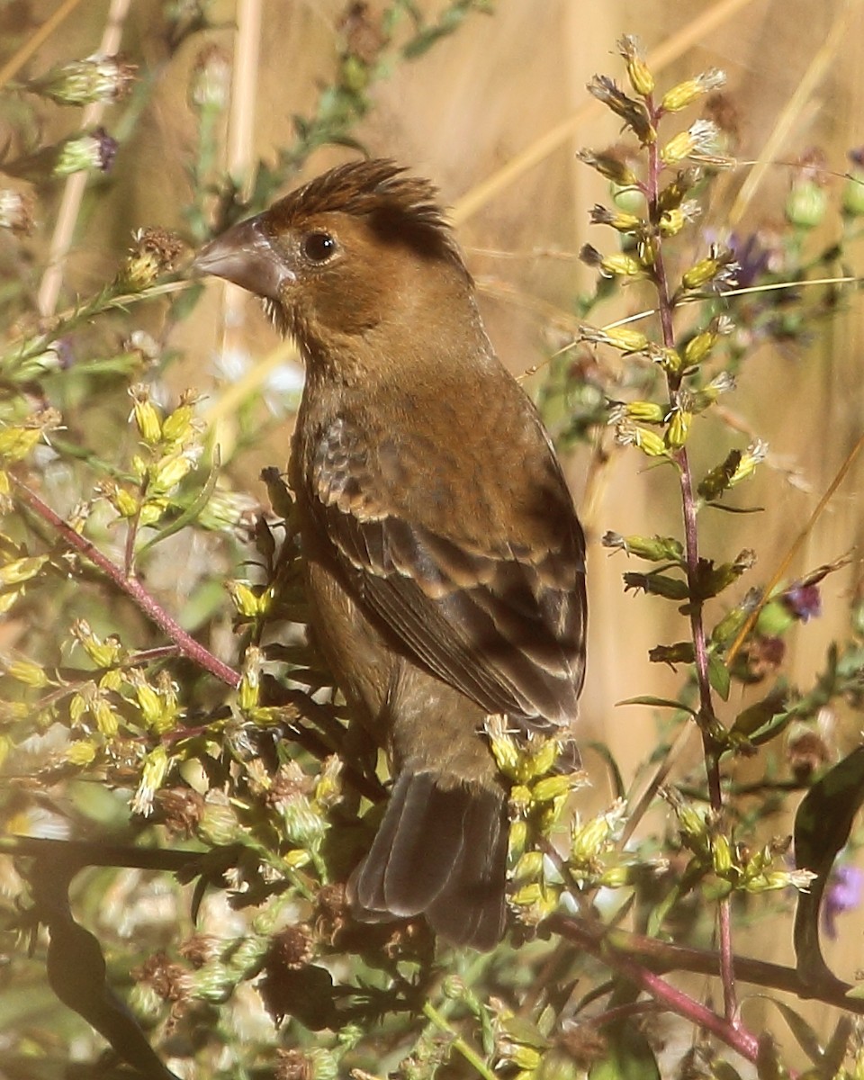 גבתאי כחול - ML20385491