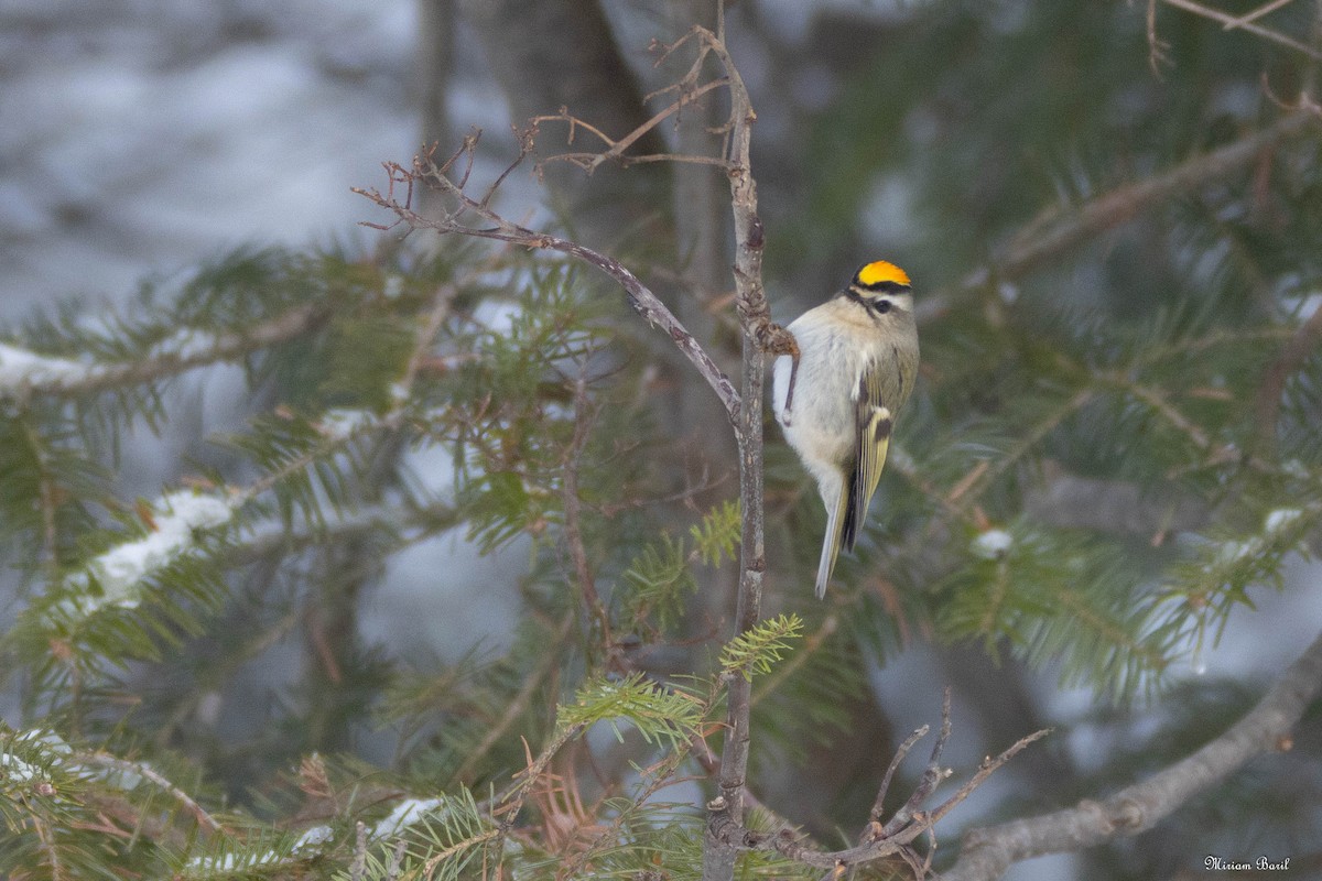 Golden-crowned Kinglet - ML203855731