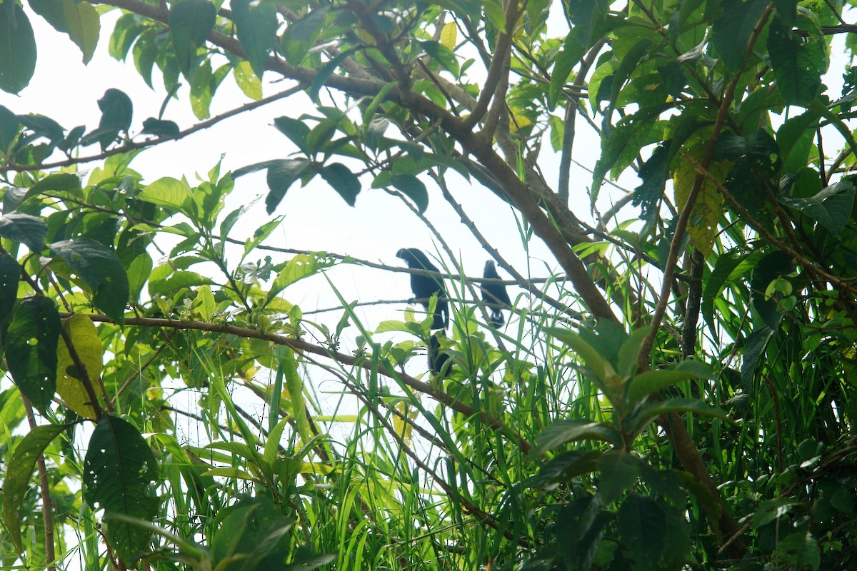 Smooth-billed Ani - Francisco Russo