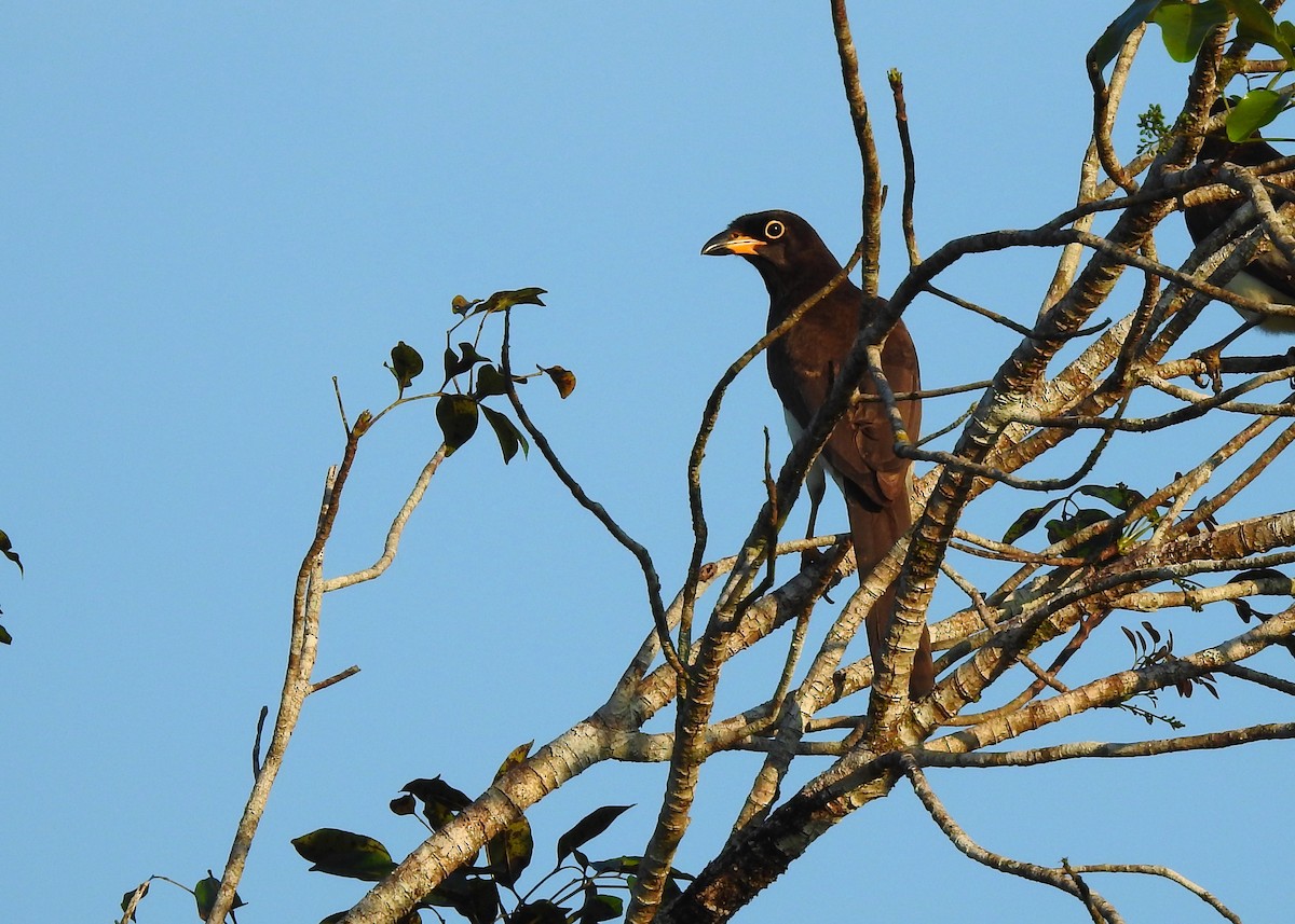 Brown Jay - ML203857071