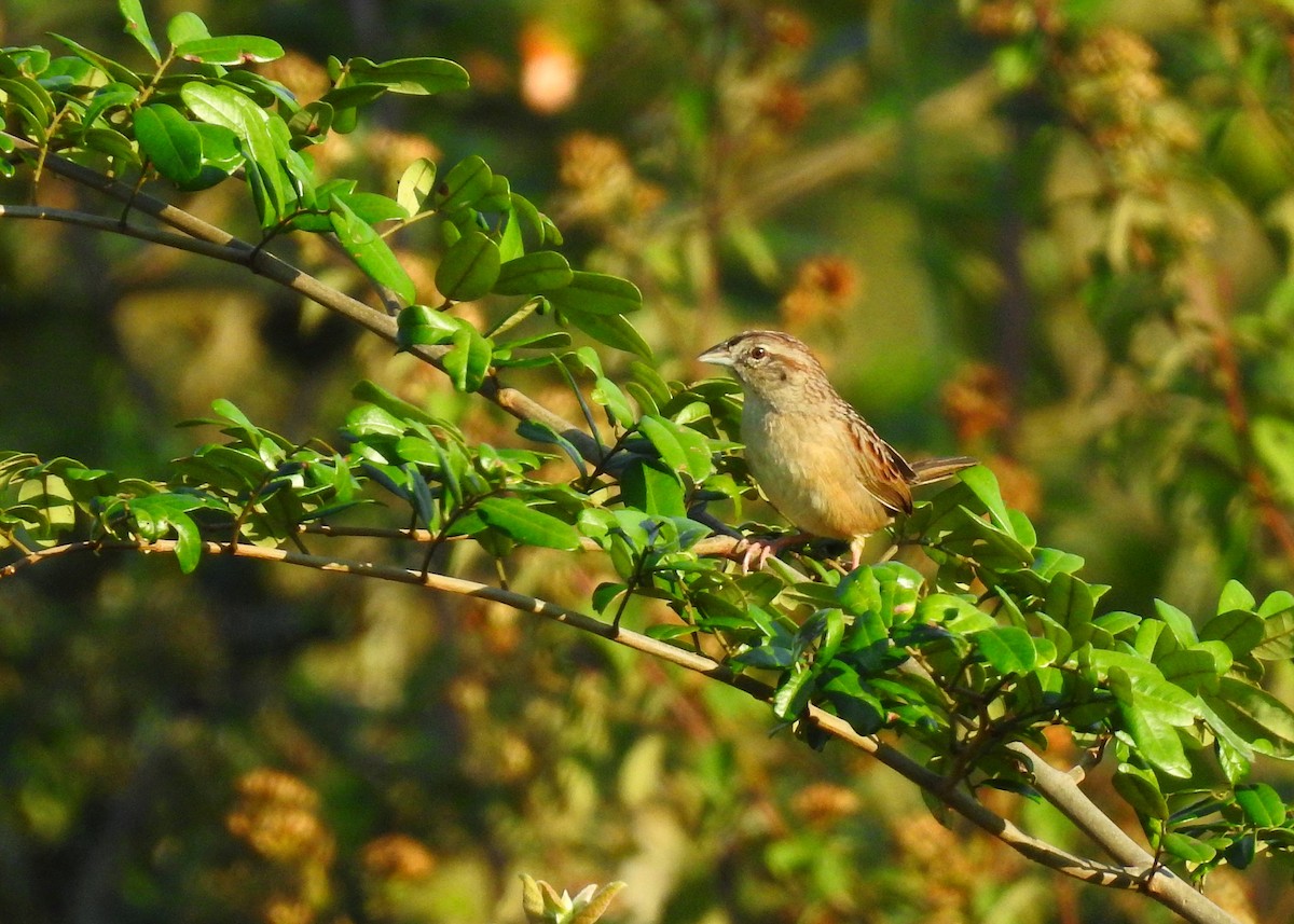 Botteri's Sparrow (Peten) - ML203857171