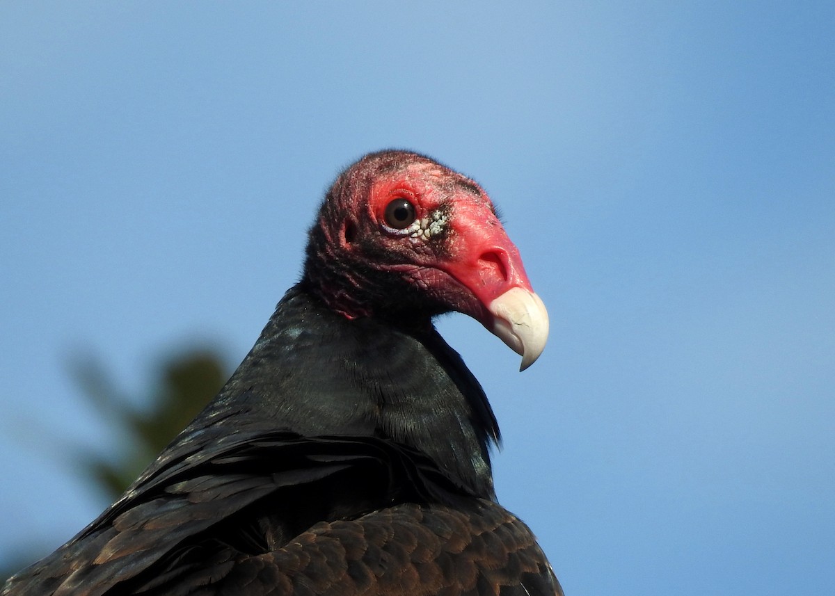 Turkey Vulture - ML203857191