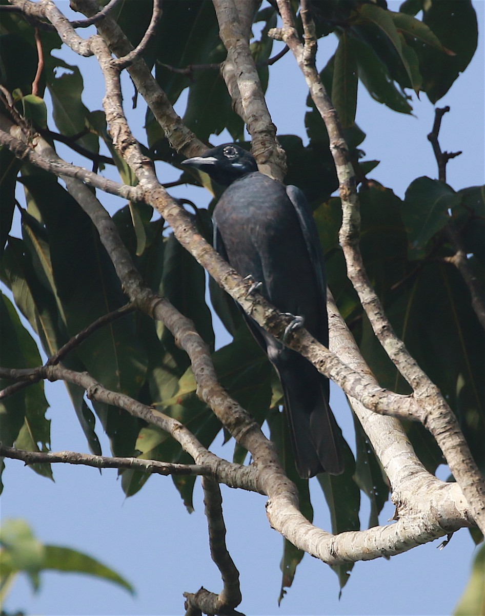 Bare-necked Fruitcrow - ML203859751
