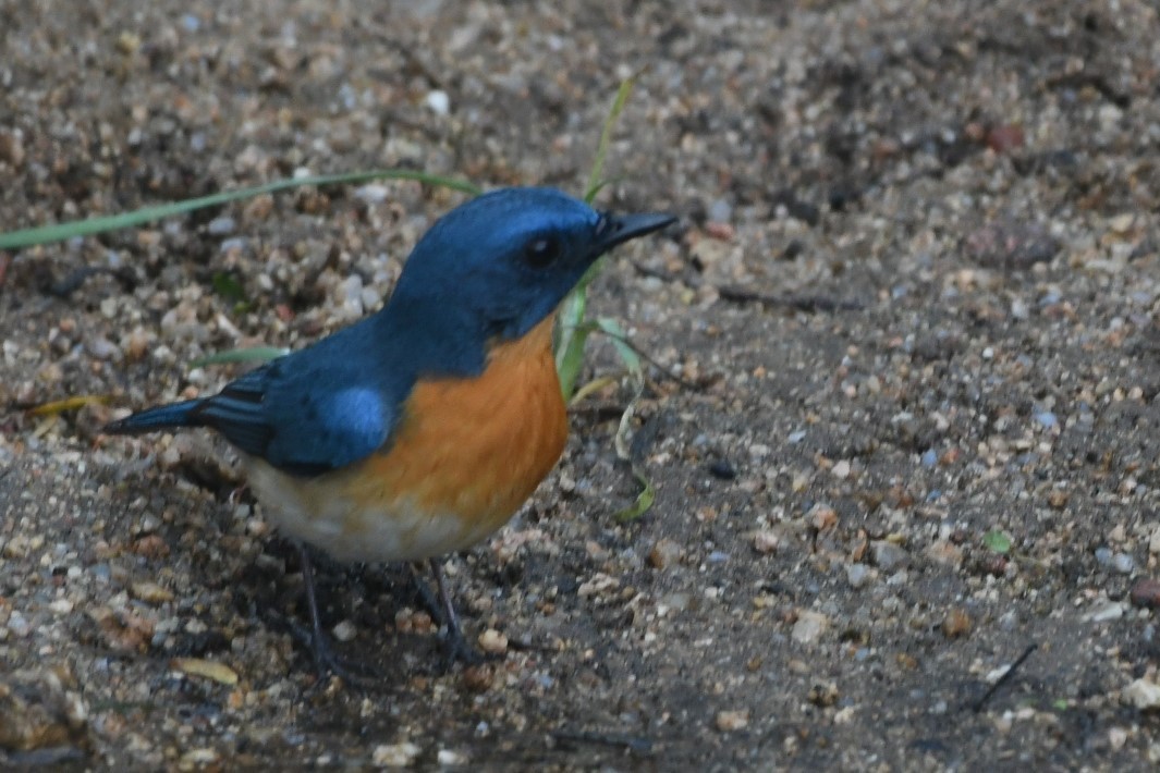 Tickell's Blue Flycatcher - ML203860961