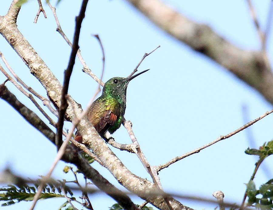 kolibřík mexický - ML20386101