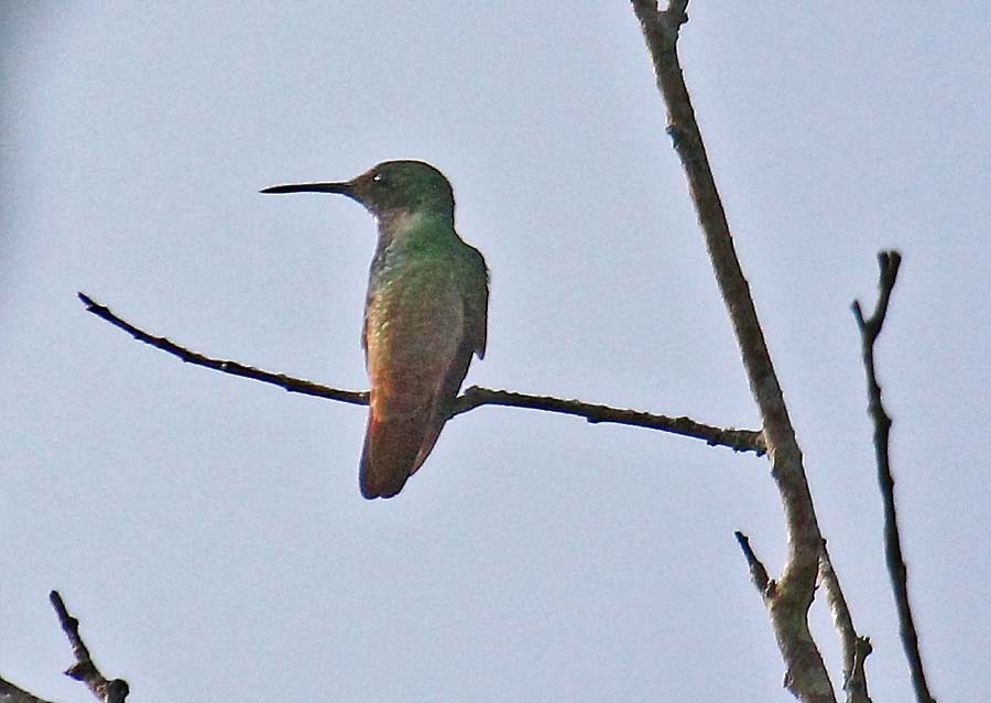 kolibřík mexický - ML20386251