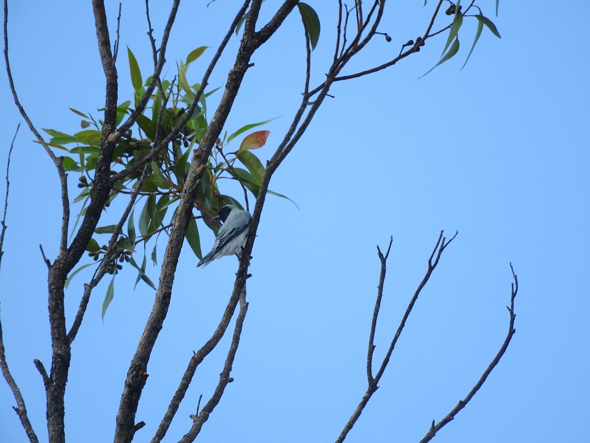 Black-faced Cuckooshrike - ML203862701