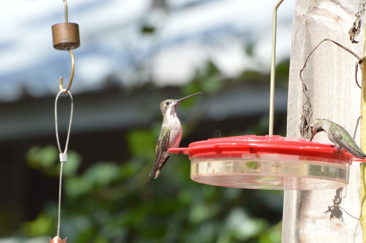 Plain-capped Starthroat - Georgia Doyle