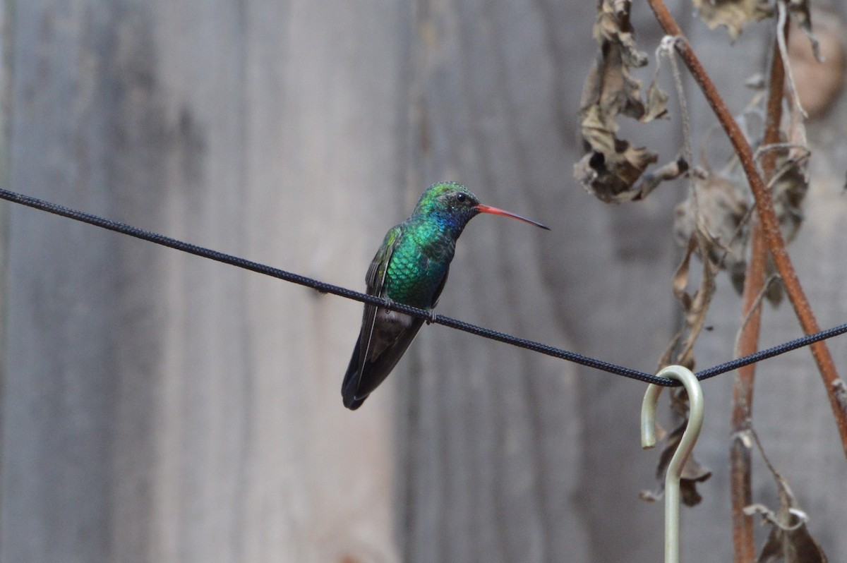 Broad-billed Hummingbird - ML20386591