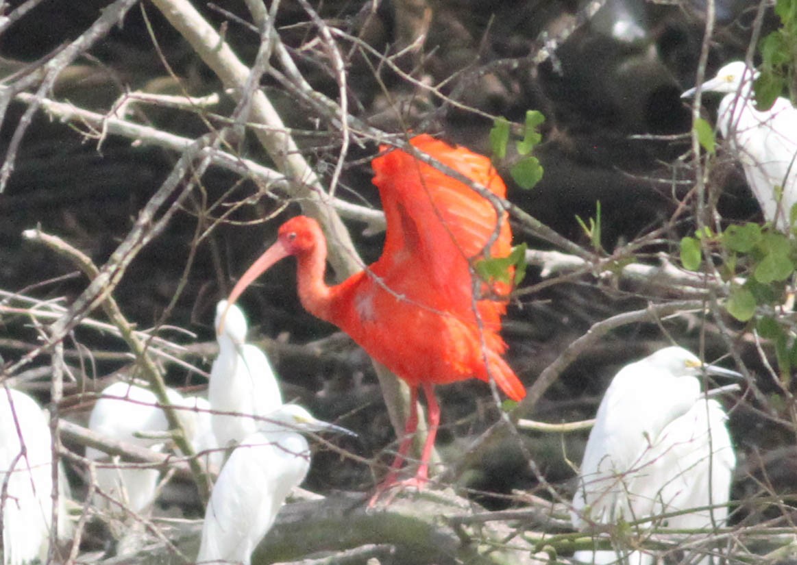 Ibis Escarlata - ML203866111