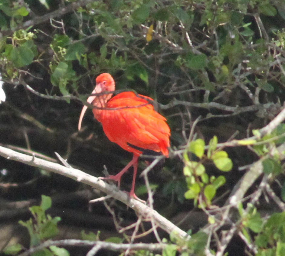 Ibis Escarlata - ML203866181