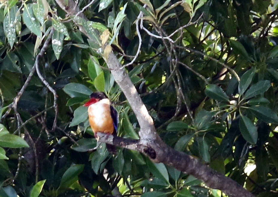 Black-capped Kingfisher - ML203867701