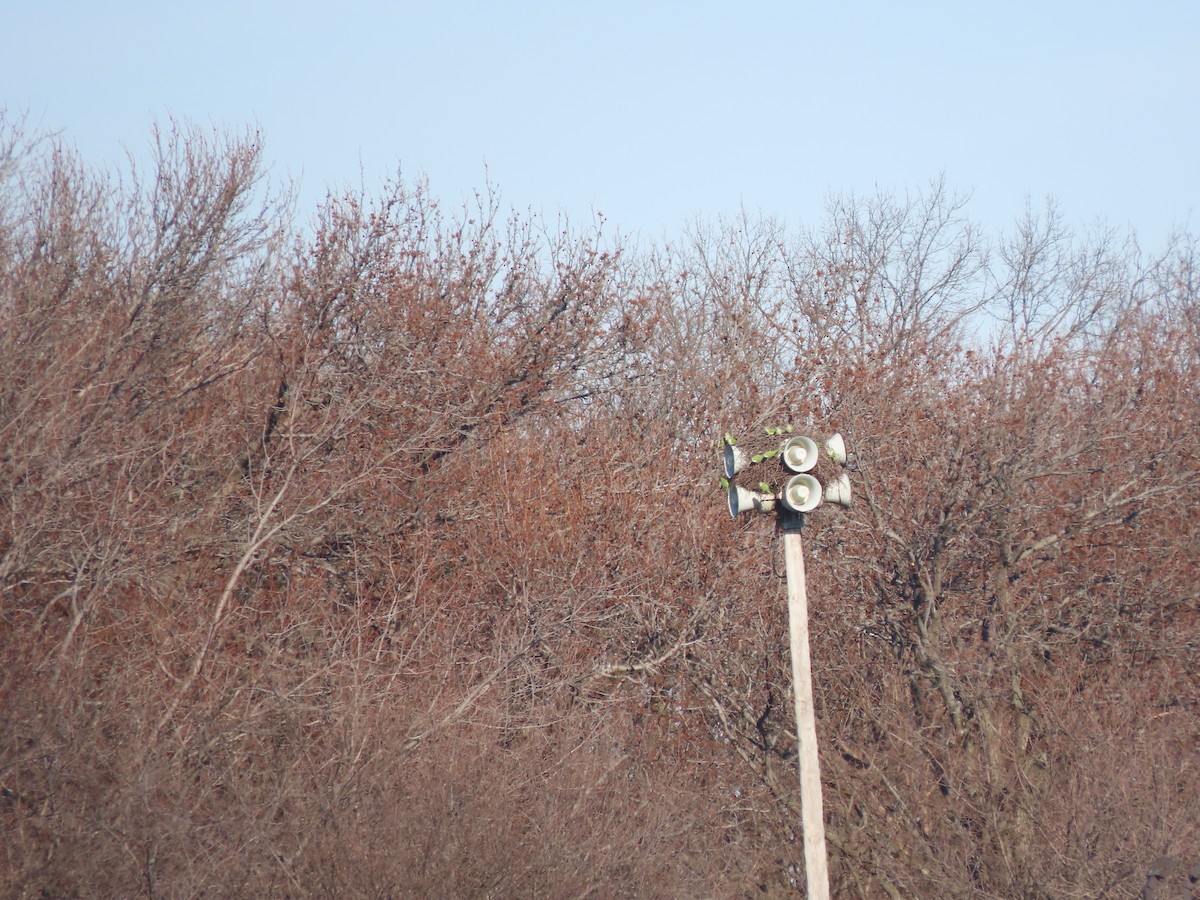 Monk Parakeet - ML203868101