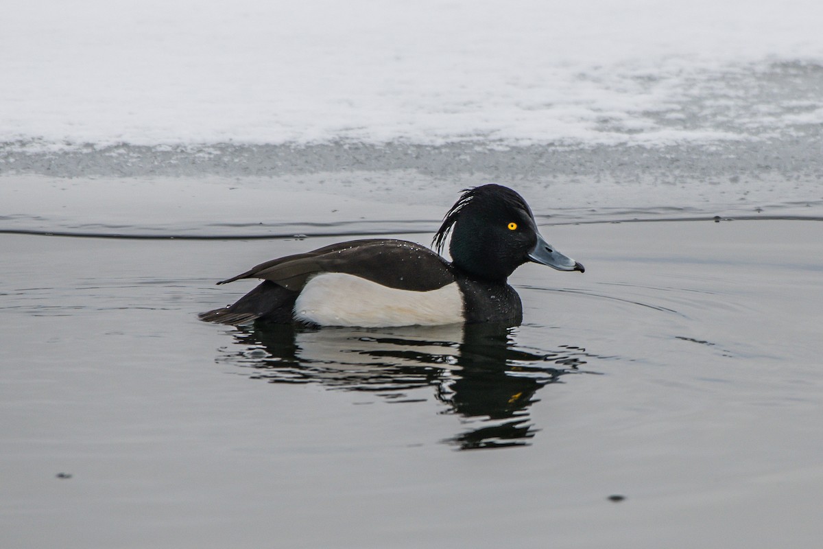 Tufted Duck - ML203873591