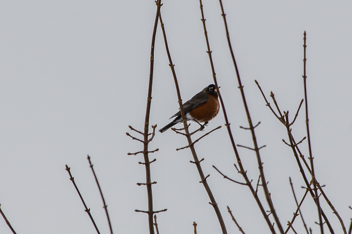 American Robin - ML203873631