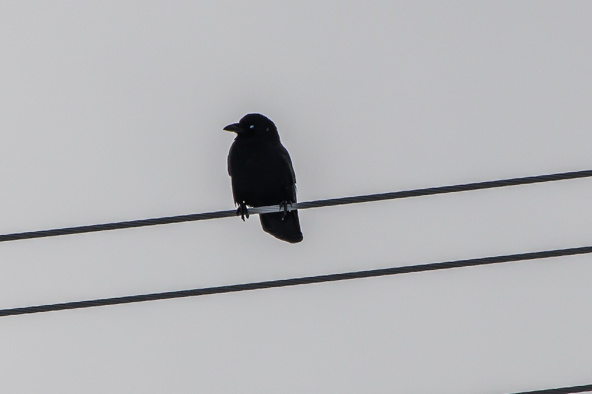 American Crow - ML203873661