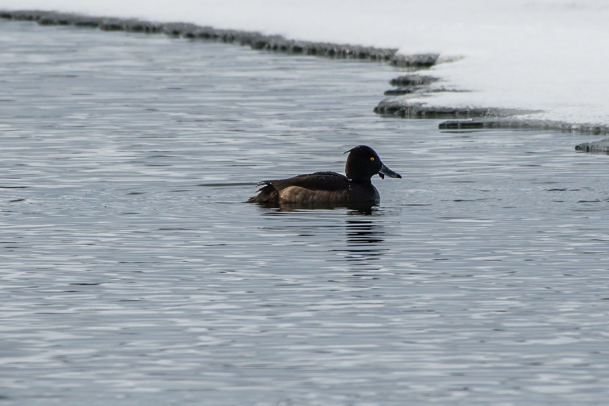 Tufted Duck - ML203873991