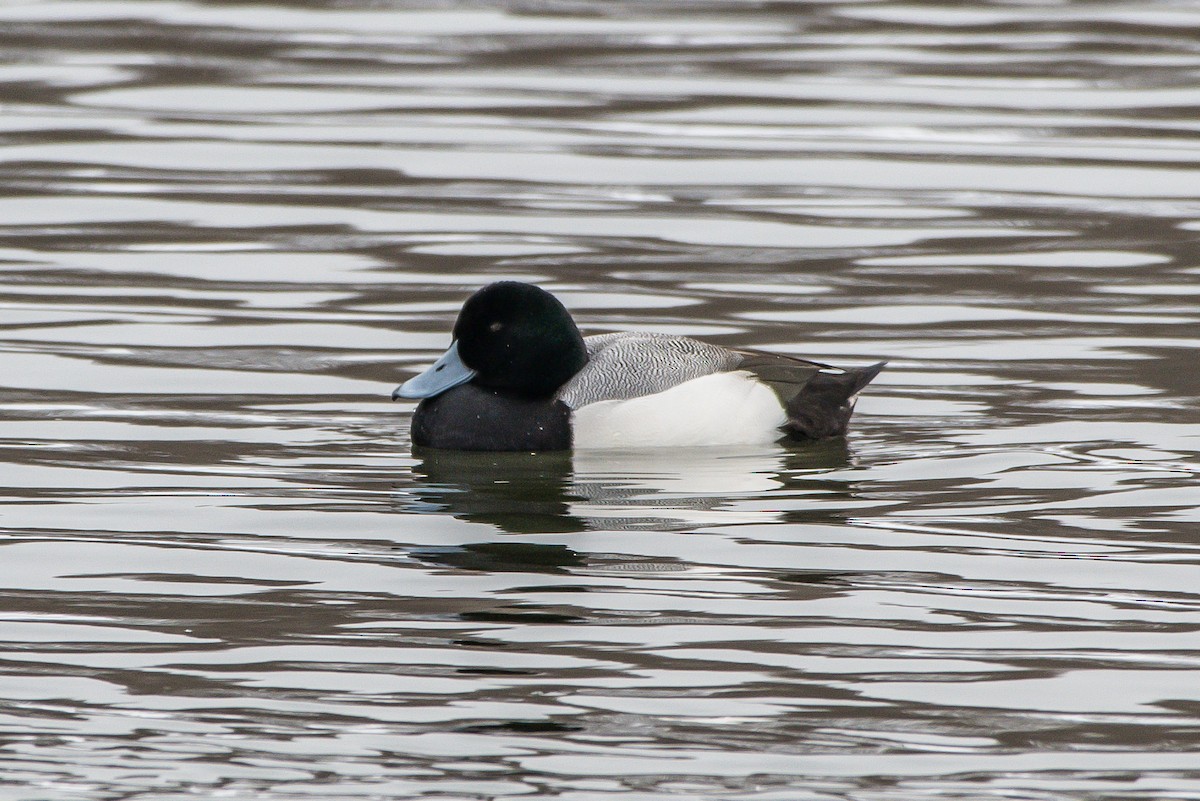 Greater Scaup - ML203874021