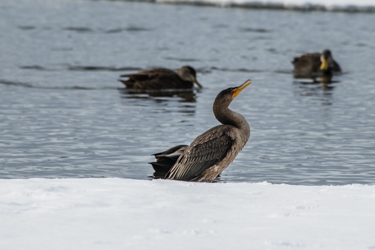 Double-crested Cormorant - ML203874031