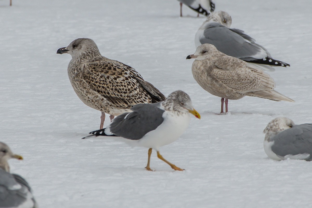 Lesser Black-backed Gull - ML203874071