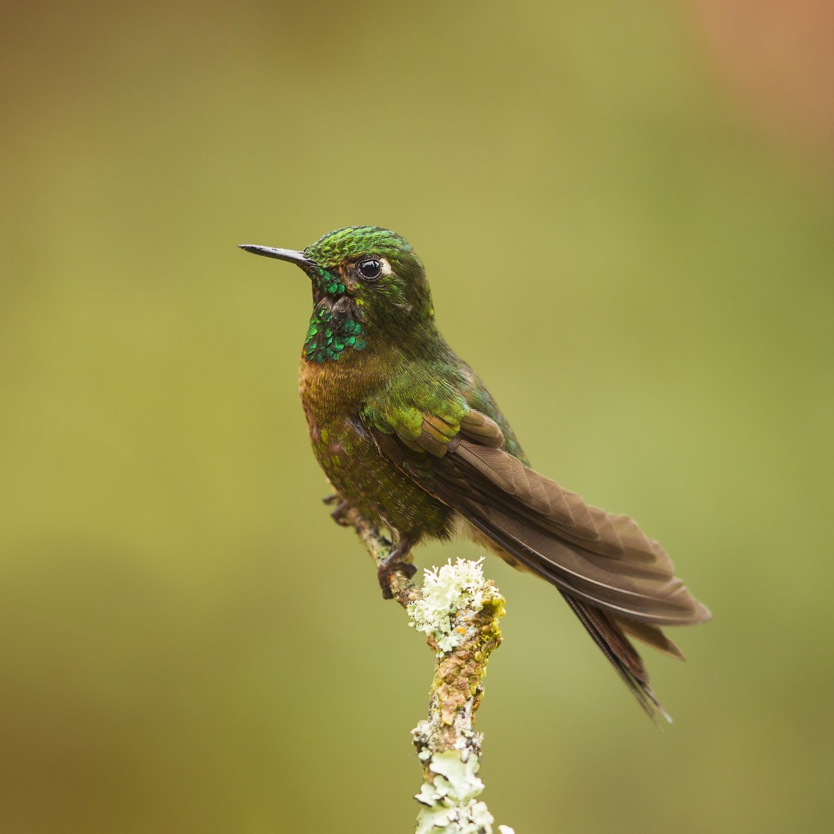 kolibřík dřišťálový - ML20387411