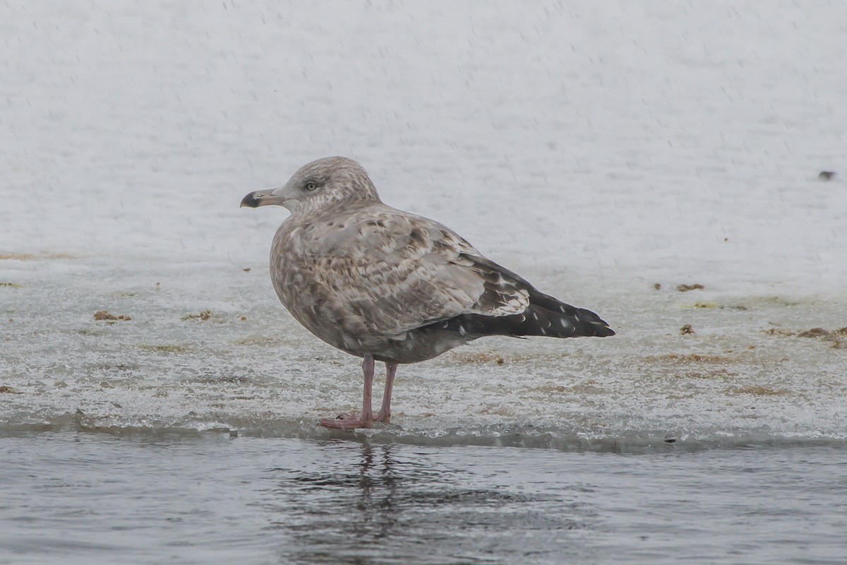 Herring Gull - ML203874171