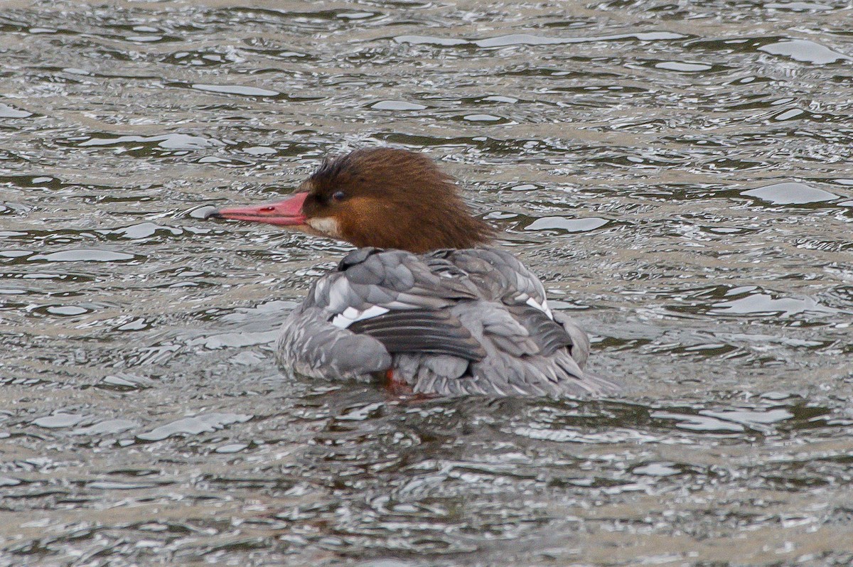 Common Merganser - ML203874211