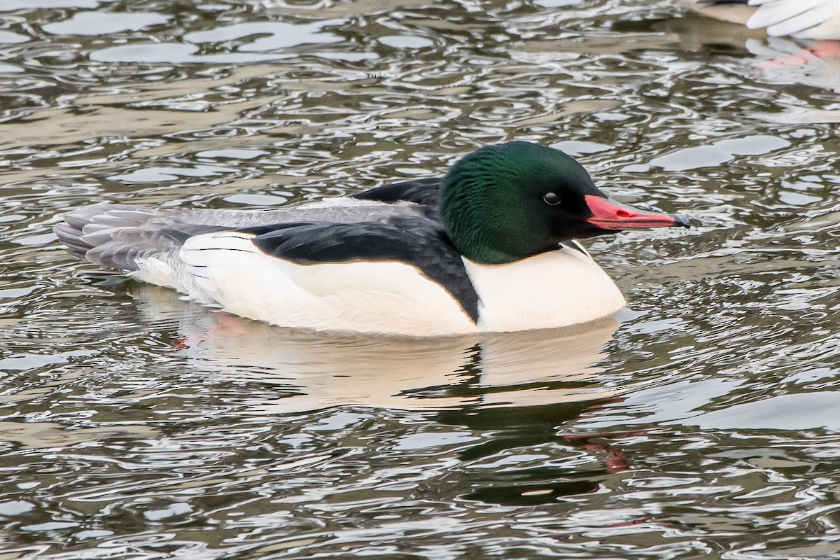 Common Merganser - ML203874231