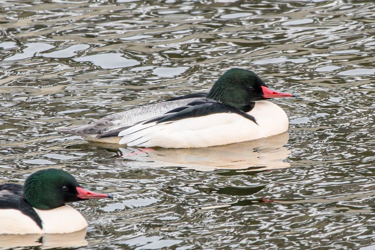 Common Merganser - ML203874251