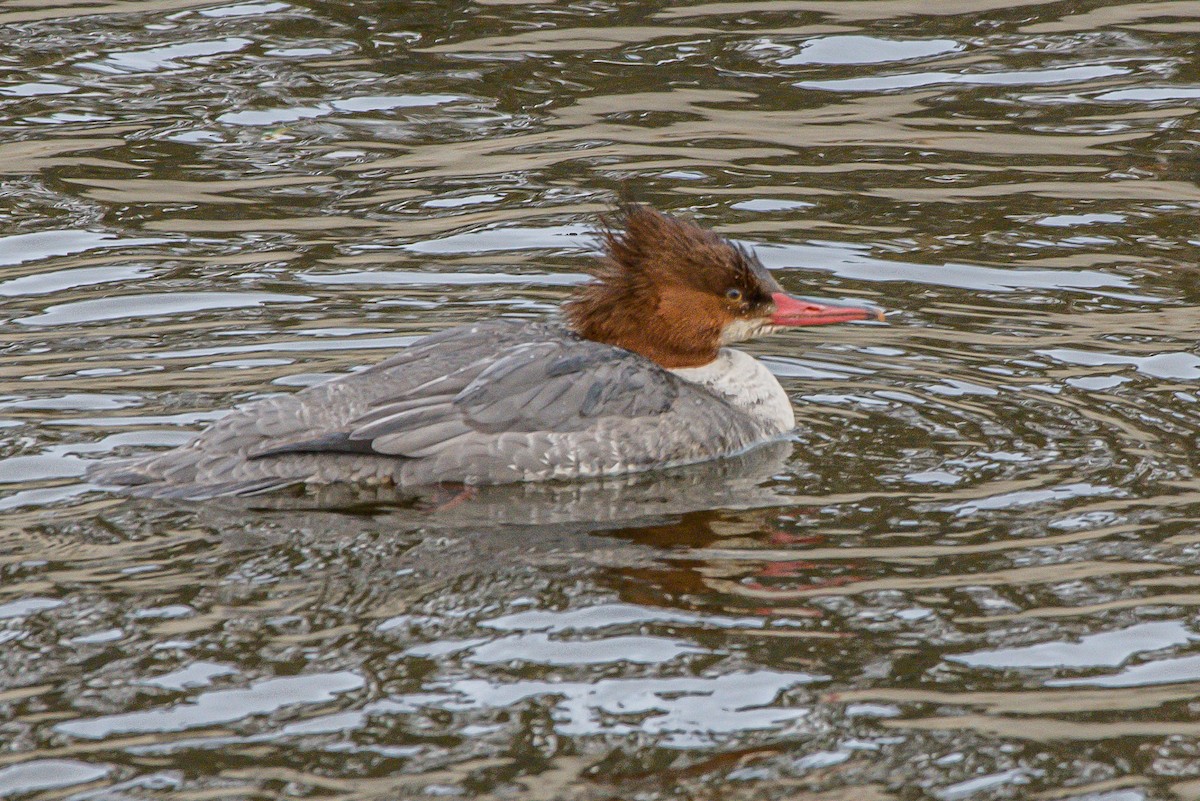 Common Merganser - ML203874261