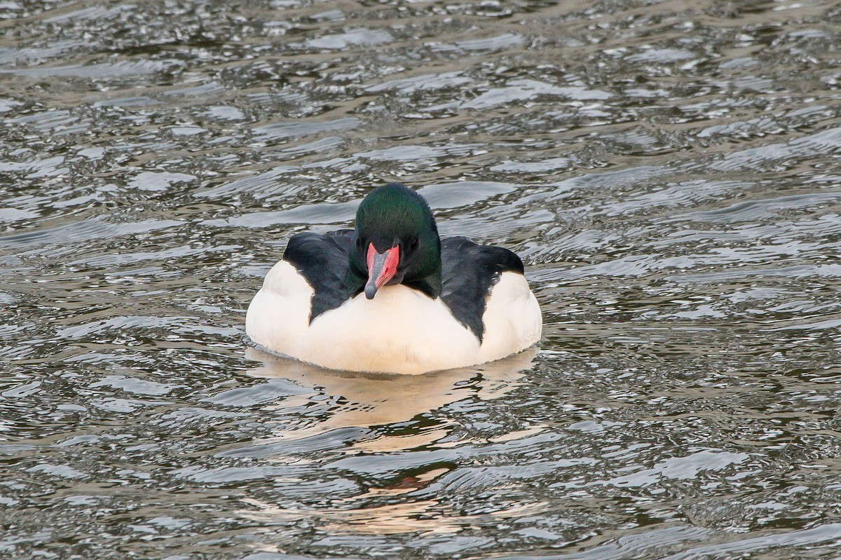 Common Merganser - ML203874271