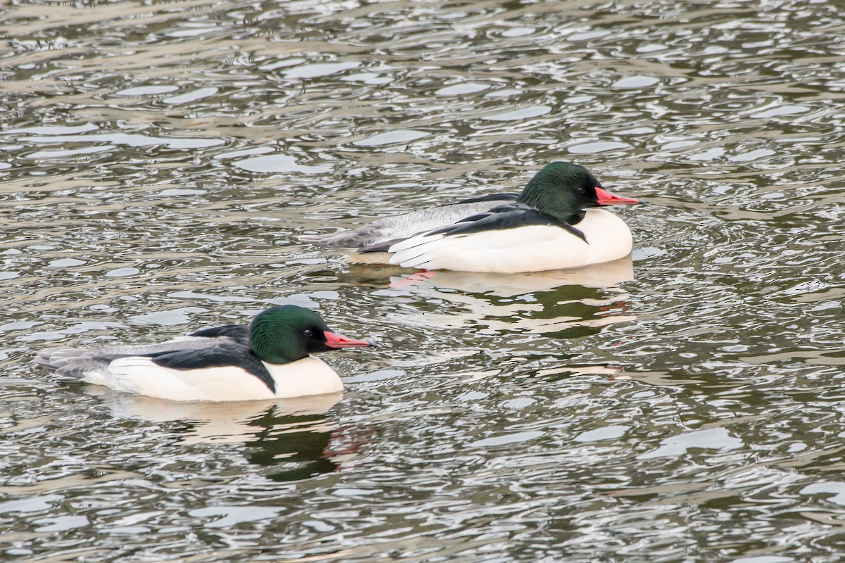 Common Merganser - ML203874291