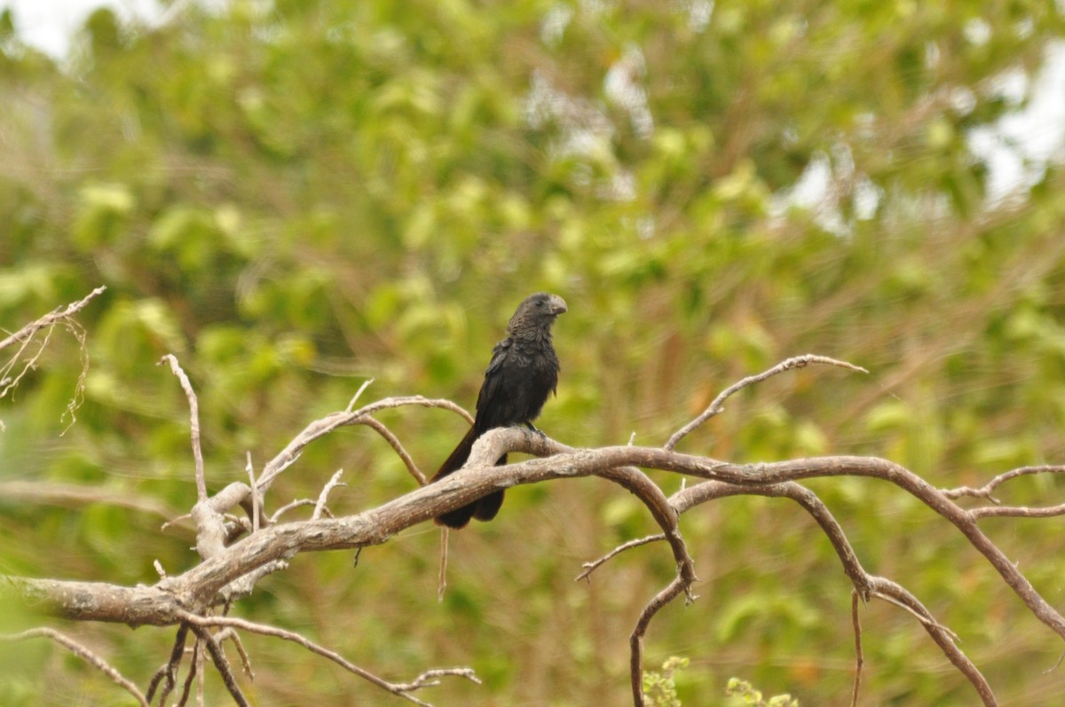 Smooth-billed Ani - Tommie Rogers