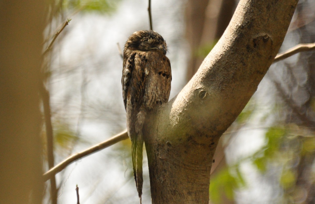 Northern Potoo - Tommie Rogers