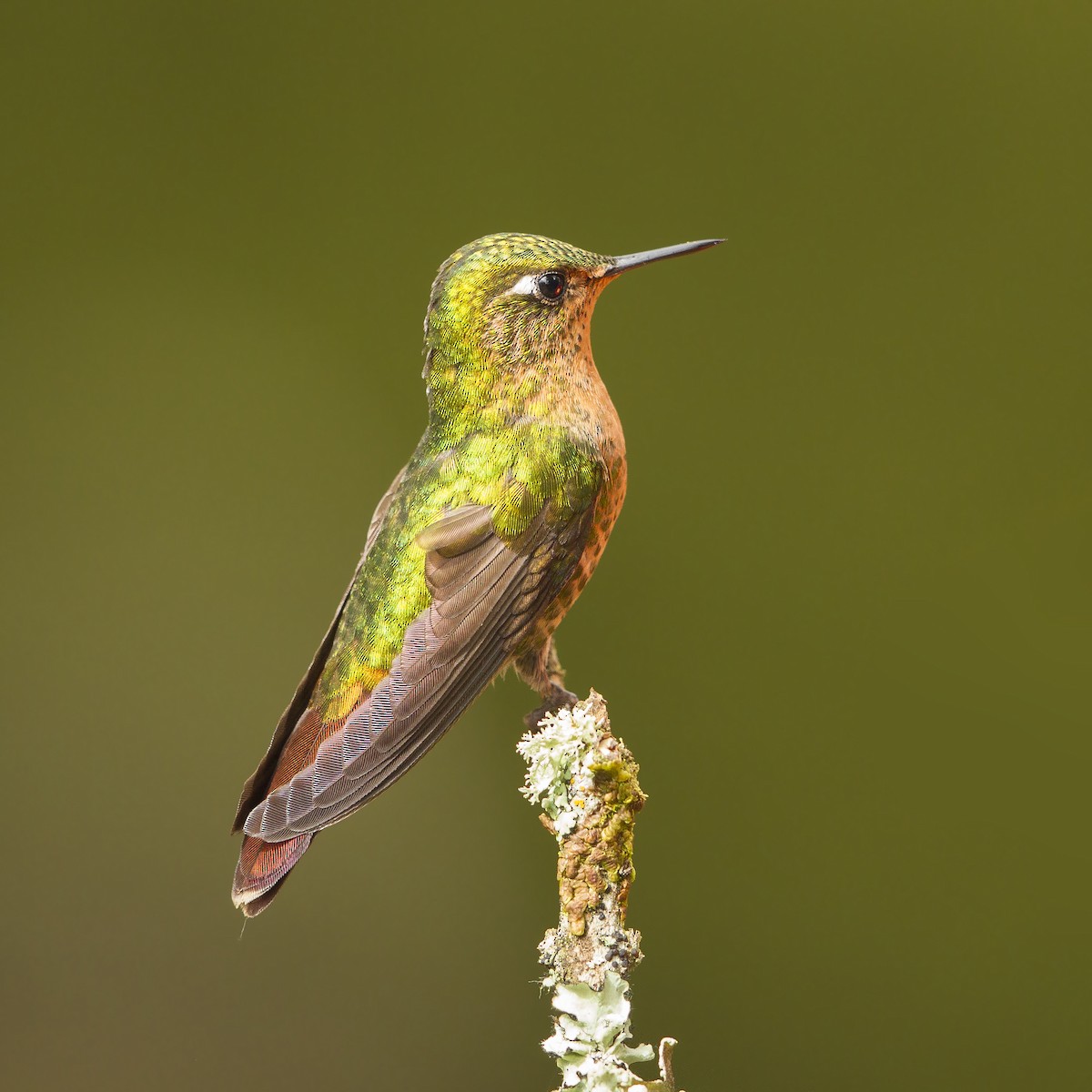 kolibřík dřišťálový - ML20387471