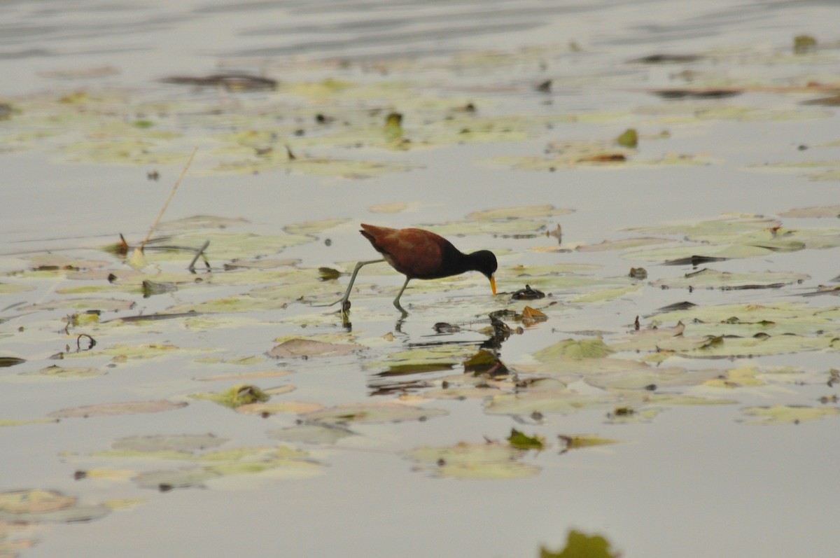 Northern Jacana - Tommie Rogers