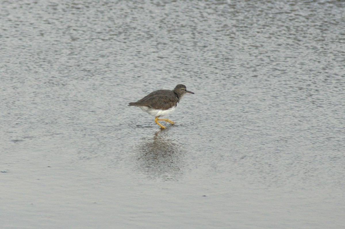 Spotted Sandpiper - Tommie Rogers