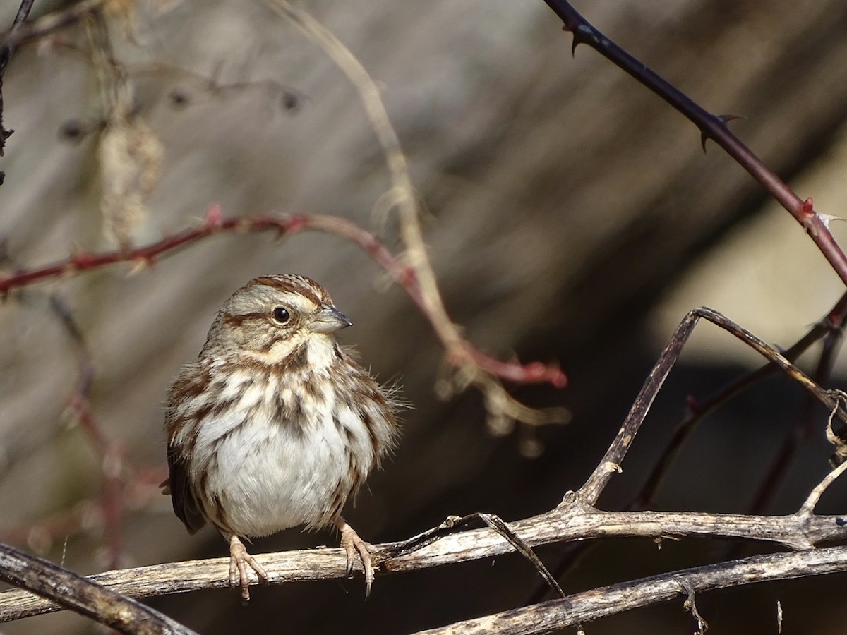 Song Sparrow - ML203876511