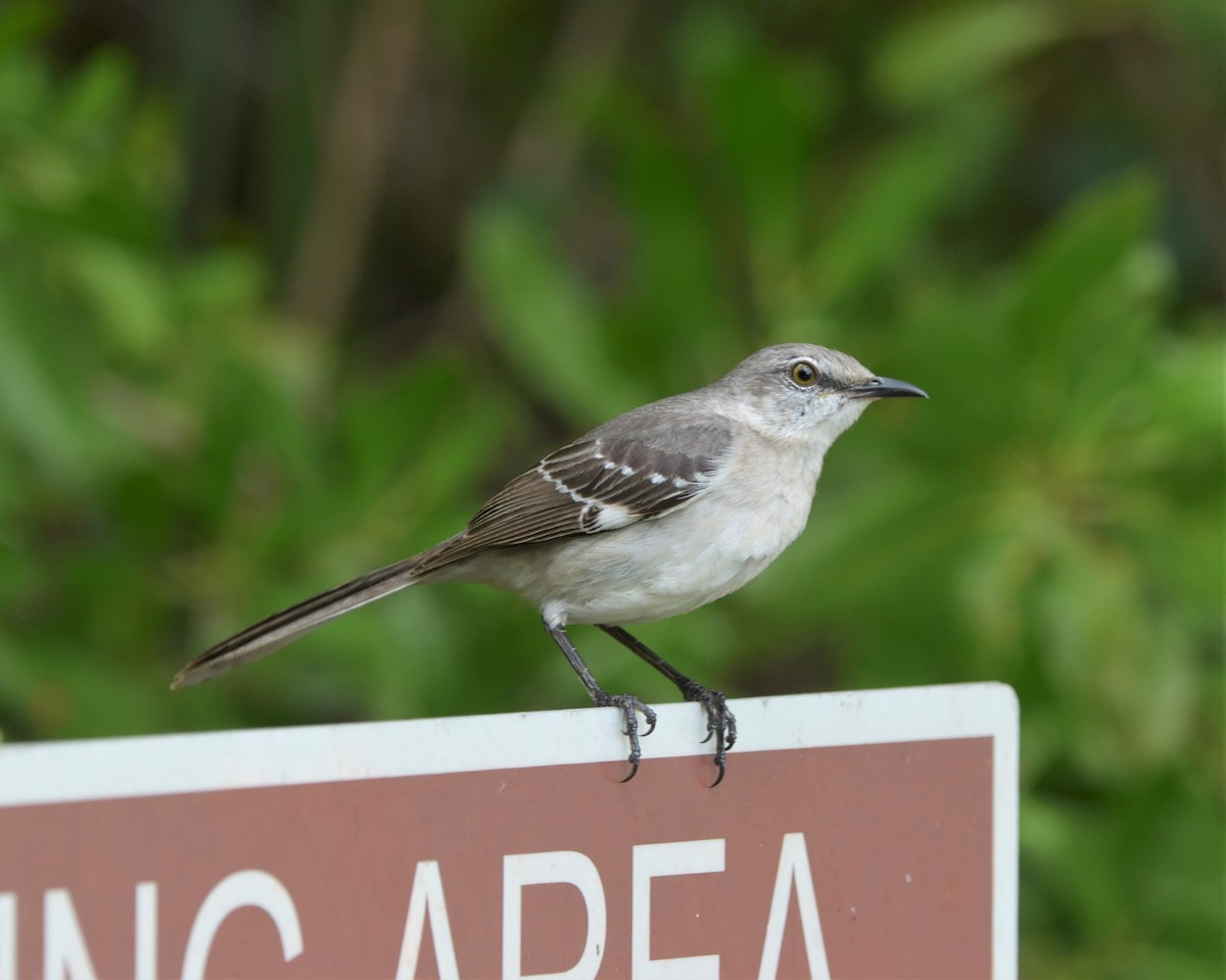 Northern Mockingbird - ML203876851