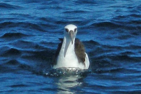 Laysan Albatross - William Keim