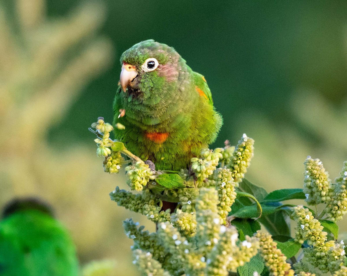 Santa Marta Parakeet - ML203876941