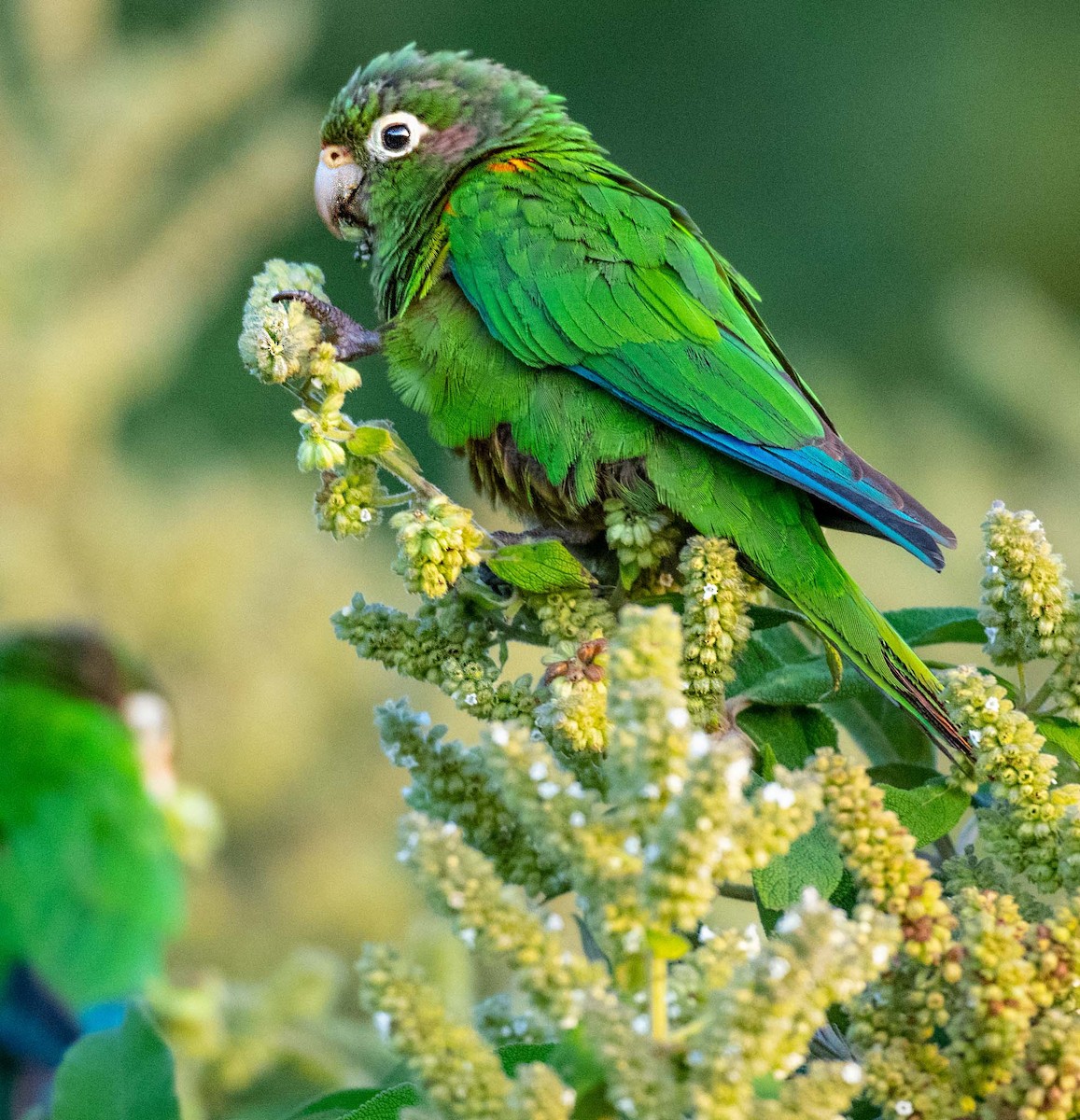 Santa Marta Parakeet - ML203876951